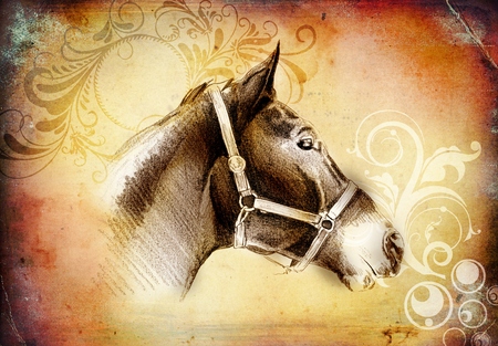 freehand horse head pencil drawingの写真素材