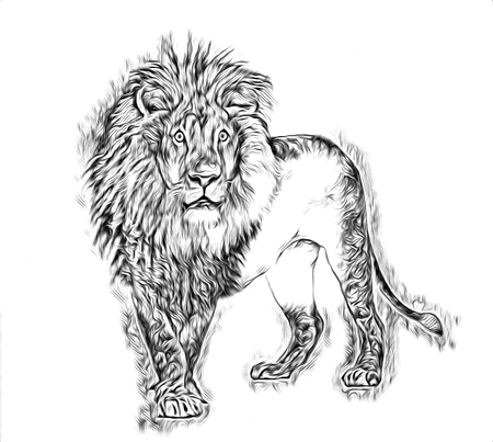 Lion art illustration drawingの写真素材