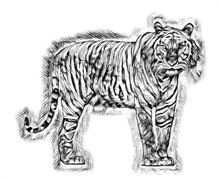 tiger art illustration drawingの写真素材