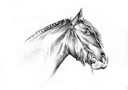 Freehand horse head artの写真素材