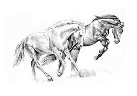 Freehand horse head artの写真素材