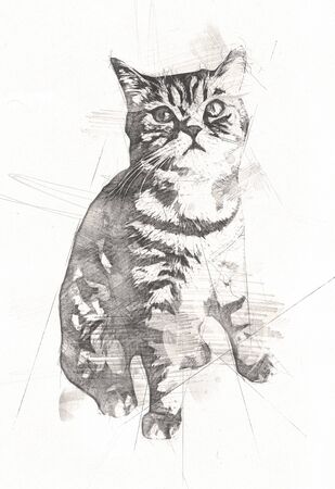 Cat drawing illustration art vintage retro antiqueの写真素材