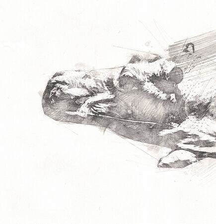 Hippo illustration art drawing vintage designの写真素材