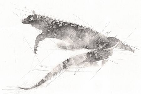 Lizard dragon art drawing vintage illustrationの写真素材