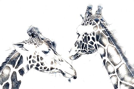 Drawing art drawing illustration of giraffeの写真素材