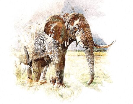 Elephant drawing from pencil art illustrationの写真素材
