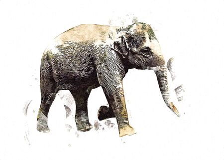 Elephant drawing from pencil art illustrationの写真素材