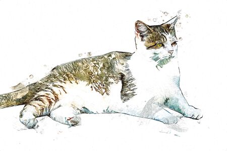Cat drawing illustration art vintage retro antiqueの写真素材