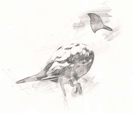 Atlantic white seabird fly at sky. Beach seagull. Sea birds, gull cartoon art illustrationの写真素材