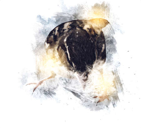 Sparrow bird vintage illustration art drawing sketch antique retro oldの写真素材