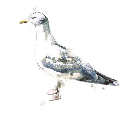 Atlantic white seabird fly at sky. Beach seagull. Sea birds, gull cartoon art illustrationの写真素材