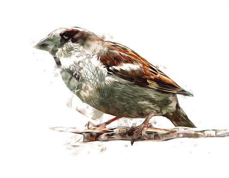 Sparrow bird vintage illustration art drawing sketch antique retro oldの写真素材