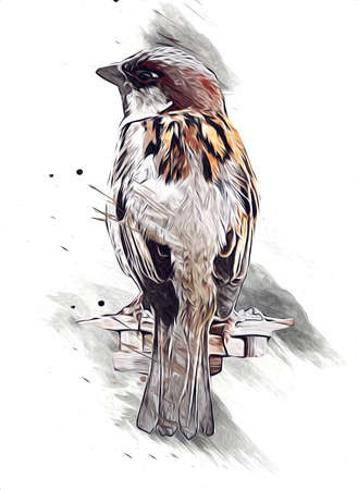 Sparrow bird vintage illustration art drawing sketch antique retro oldの写真素材