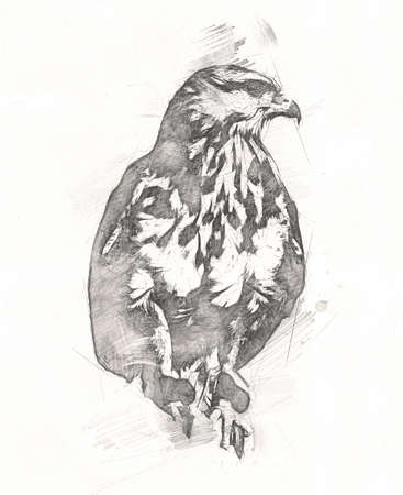 Bald eagle swoop landing hand draw and paint on white background illustrationの写真素材