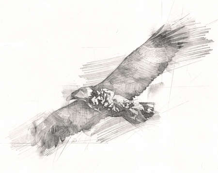 Bald eagle swoop landing hand draw and paint on white background illustrationの写真素材