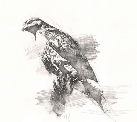 Falcon landing swoop hand draw and paint color on background illustration, hawk vintage retroの写真素材