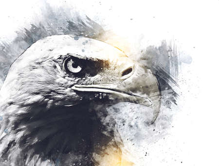 Bald eagle swoop landing hand draw and paint on white background illustrationの写真素材