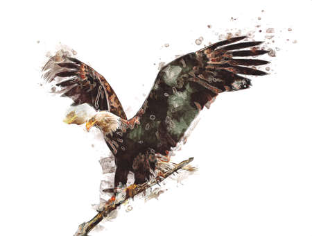 Bald eagle swoop landing hand draw and paint on white background illustrationの写真素材
