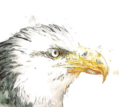 Bald eagle swoop landing hand draw and paint on white background illustration