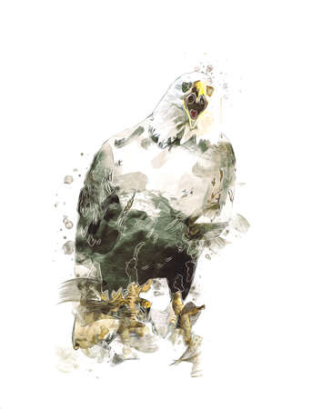 Bald eagle swoop landing hand draw and paint on white background illustrationの写真素材