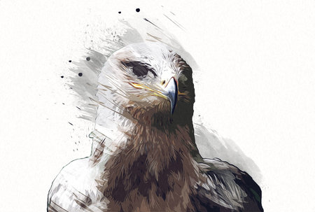 Bald eagle swoop landing hand draw and paint on white background illustration