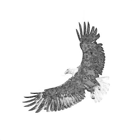 Bald eagle swoop landing hand draw and paint on white background illustrationの写真素材
