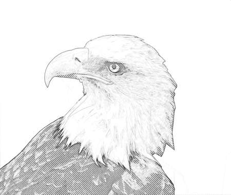 Bald eagle swoop landing hand draw and paint on white background illustrationの写真素材