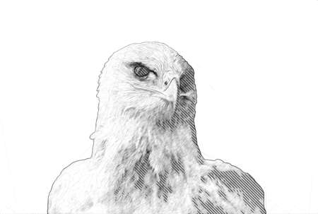 Bald eagle swoop landing hand draw and paint on white background illustrationの写真素材