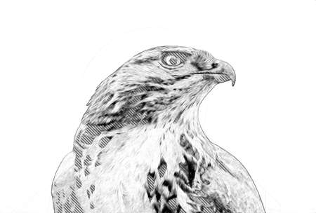 Falcon landing swoop hand draw and paint color on background illustration, hawk vintage retroの写真素材