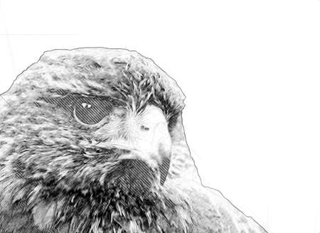 Falcon landing swoop hand draw and paint color on background illustration, hawk vintage retroの写真素材