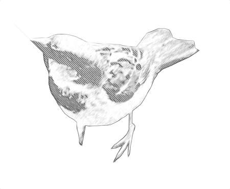 Sparrow bird vintage illustration art drawing sketch antique retro oldの写真素材