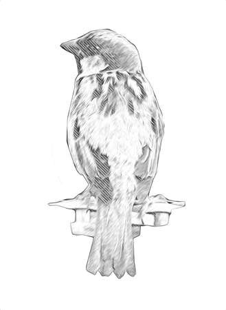 Sparrow bird vintage illustration art drawing sketch antique retro oldの写真素材