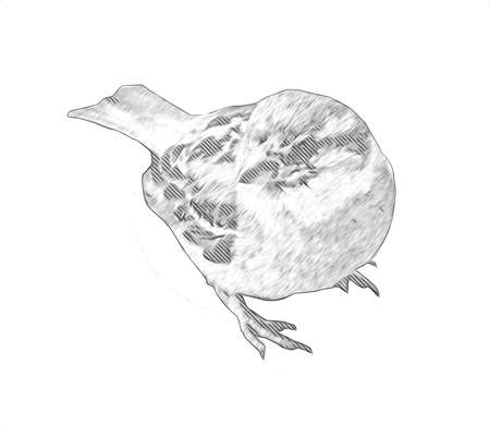 Sparrow bird vintage illustration art drawing sketch antique retro oldの写真素材