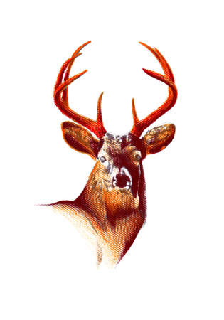 antique stag art drawing handmade natureの写真素材