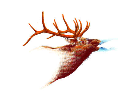 antique stag art drawing handmade natureの写真素材