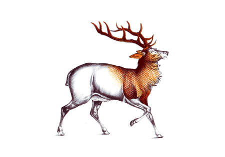 antique stag art drawing handmade natureの写真素材