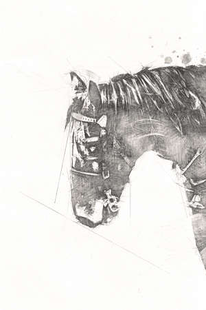 Colorful horse art illustration grunge paintingの写真素材
