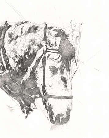 Colorful horse art illustration grunge paintingの写真素材