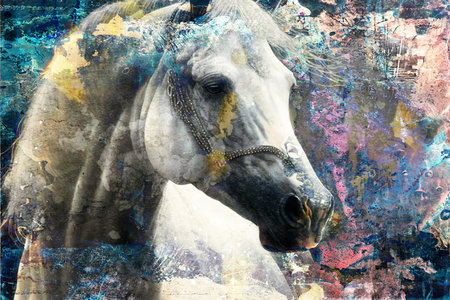 Portrait of a white horse on an abstract grunge background.の素材