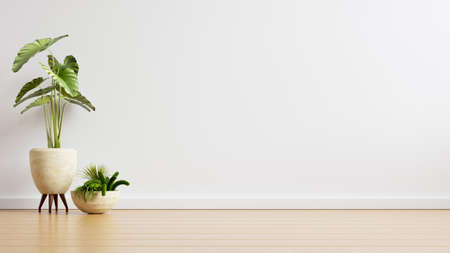 White wall empty room with plants on a floor,3D renderingの写真素材