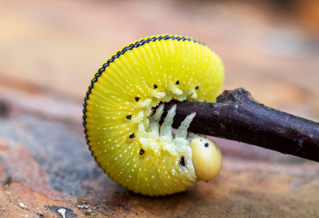 Bright colorful caterpillar on a twig macro photo. Butterfly larva.の写真素材