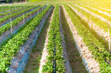 Farm Vegetable garden Fruit in the garden Watering vegetablesの写真素材