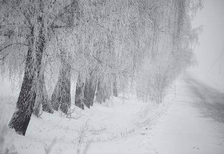 Black and white winter. Birch trees in the fog. Belarus Januaryの写真素材