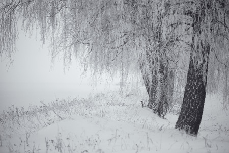 Black and white winter. Birch trees in the fog. Belarus Januaryの写真素材