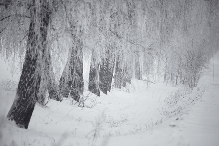 Black and white winter. Birch trees in the fog. Belarus Januaryの写真素材