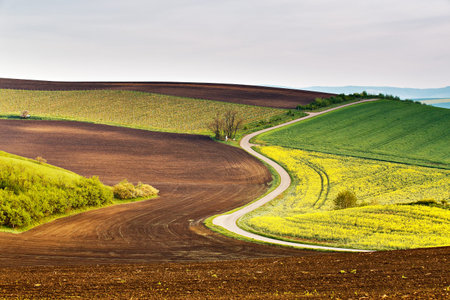 Road in Moravia hills in April. Spring fields and meadowsの写真素材