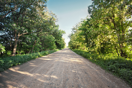 Country road with blooming acacia trees. Sunny spring day. Ukraineの写真素材