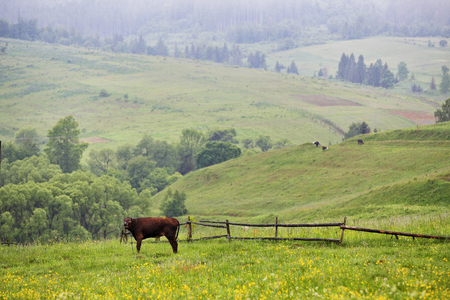 green meadows in a hills with a cowの写真素材