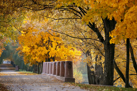 Autumn October colorful park. Foliage trees alley in parkの写真素材