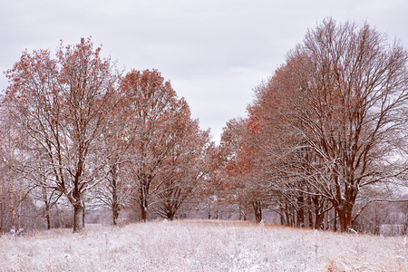 First snow in the autumn park. Fall colors on the trees. Belarus autumn Landscapeの写真素材